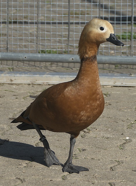 體力